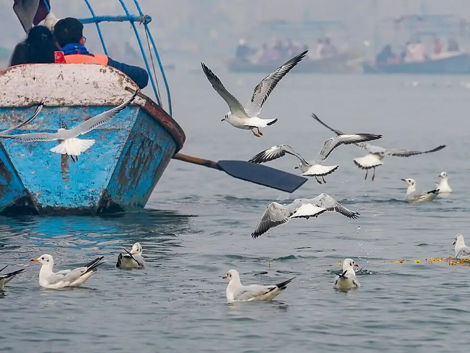 Boats and seagulls at Triveni Sangam in Prayagraj